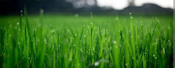 Freedom Renovations Logo