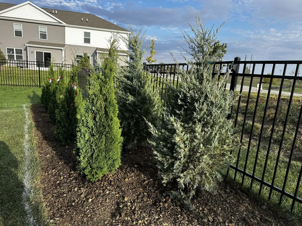 Expert lawn care service in Boone, IA - Freedom Tree Care