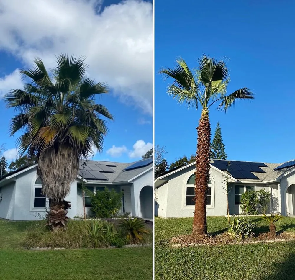 Affordable lawn mowing service for year-round maintenance across Melbourne, FL - Freedom tree pros
