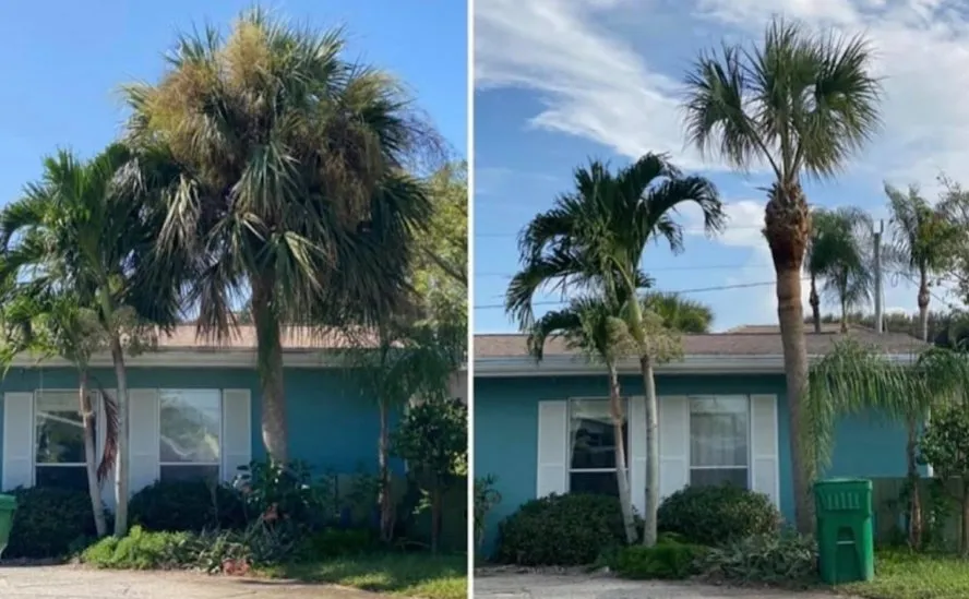 Affordable yard cleanup service experts serving Melbourne, FL - Freedom tree pros