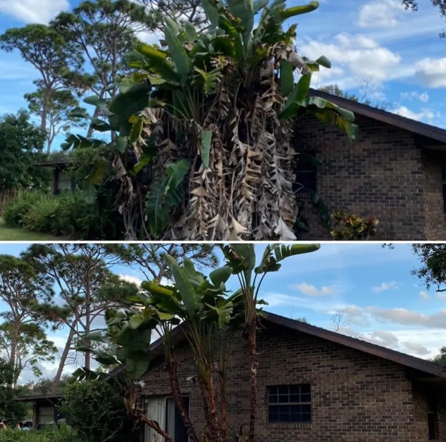 Local landscaping services in Melbourne, FL by Freedom tree pros