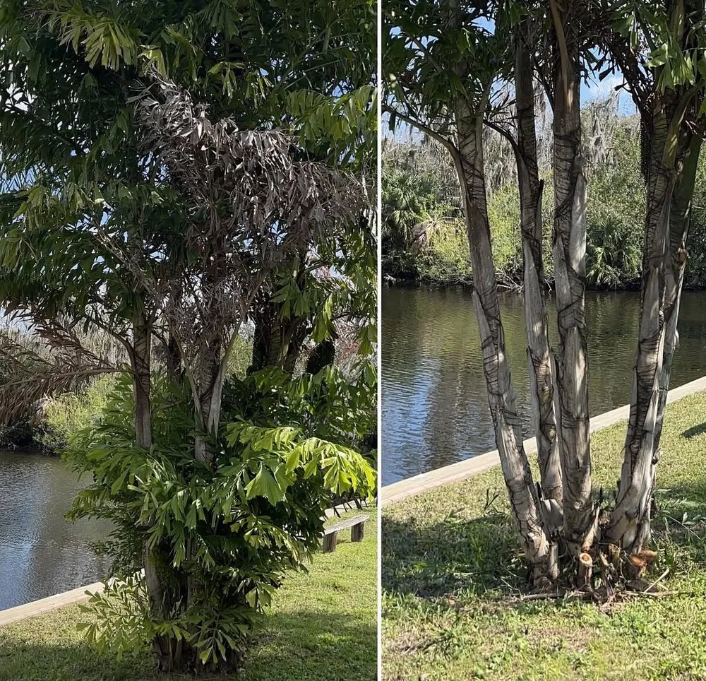 Trusted landscaping services in Melbourne, FL - Freedom tree pros