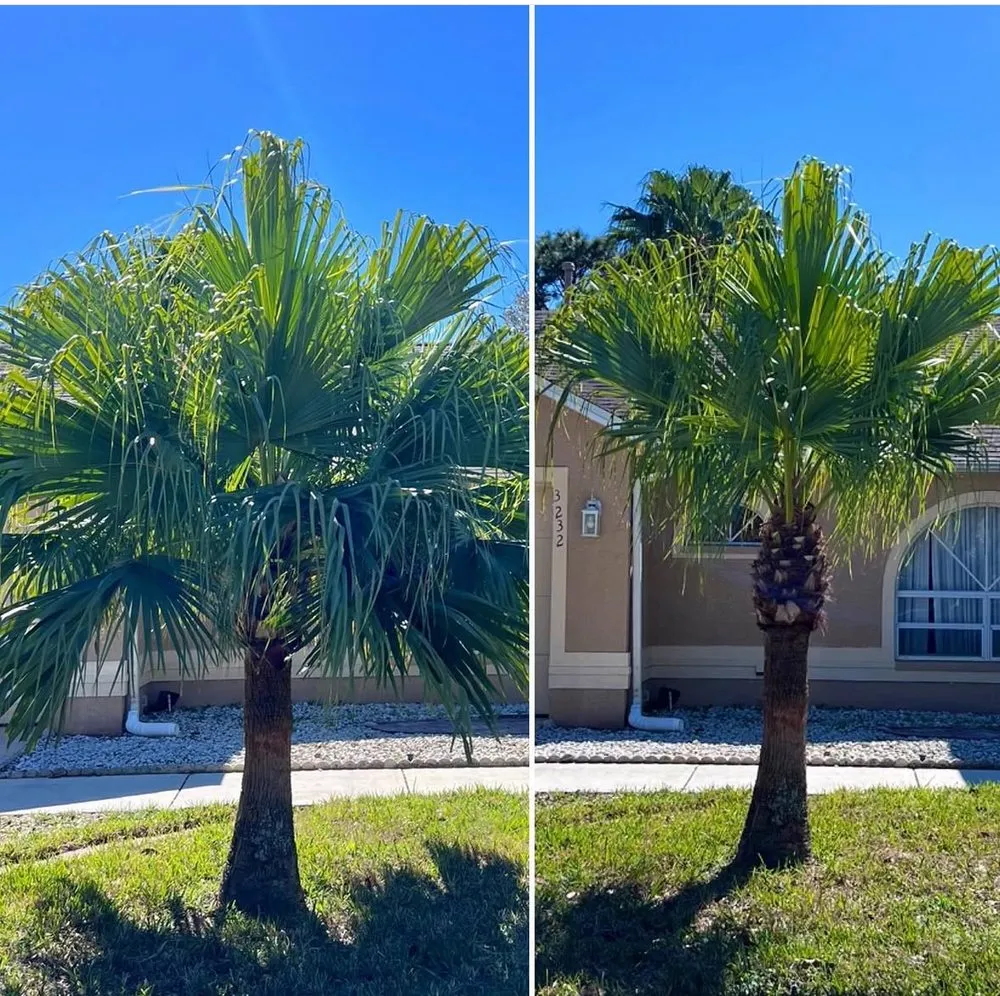 Professional landscaping services in Melbourne, FL - Freedom tree pros