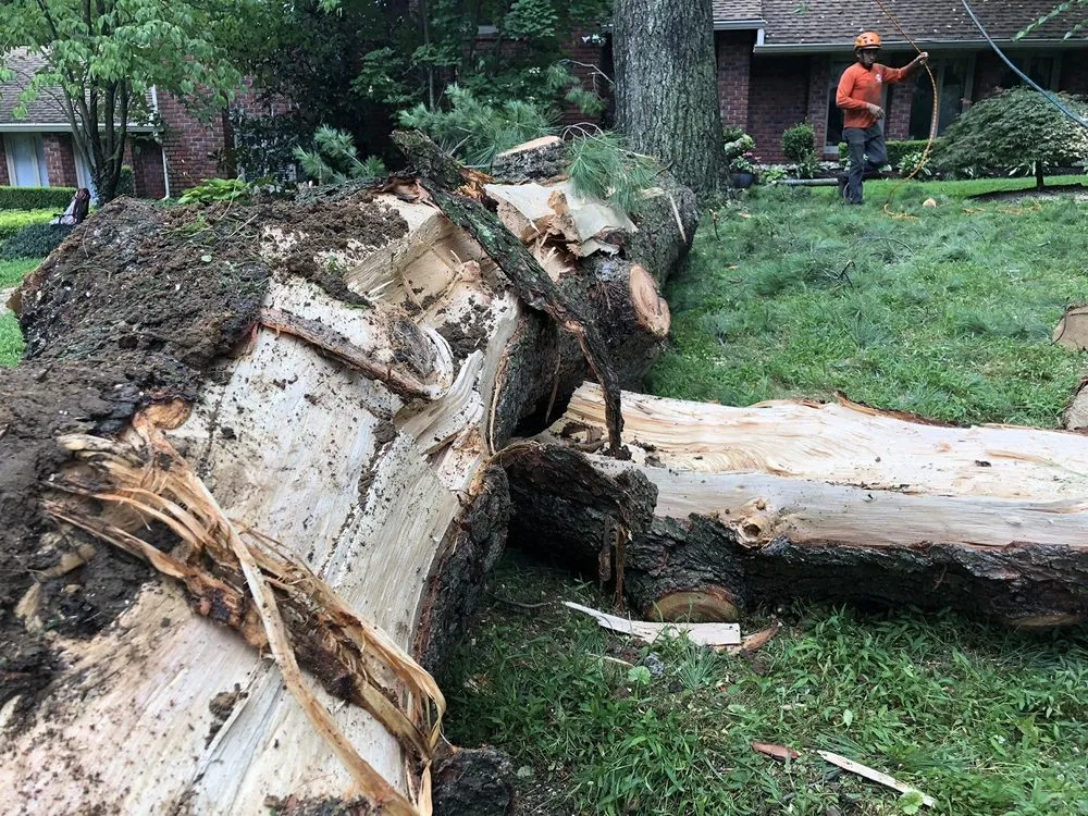 Affordable residential landscaping experts serving Philadelpha, PA - Freeland Tree Services & Landscaping