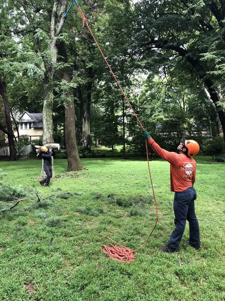 Local yard maintenance in Philadelpha, PA - Freeland Tree Services & Landscaping