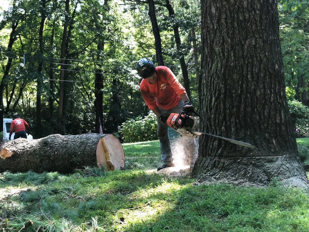 Top-rated residential landscaping for year-round maintenance across Philadelpha, PA - Freeland Tree Services & Landscaping