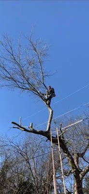 Freels Tree and Lawn Care