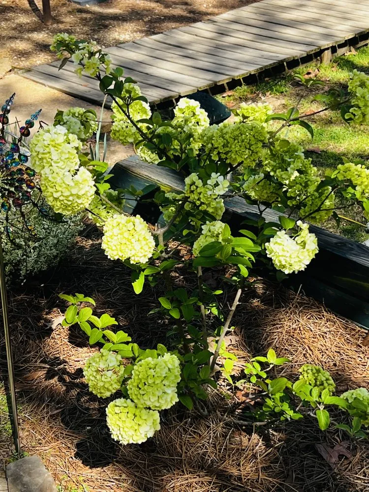 Top-rated residential landscaping experts serving Oxford, MS - Freeman Lawn Management