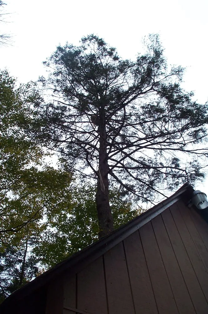 Reliable lawn mowing service for beautiful yards in Moscow, PA by Freeman the Treeman