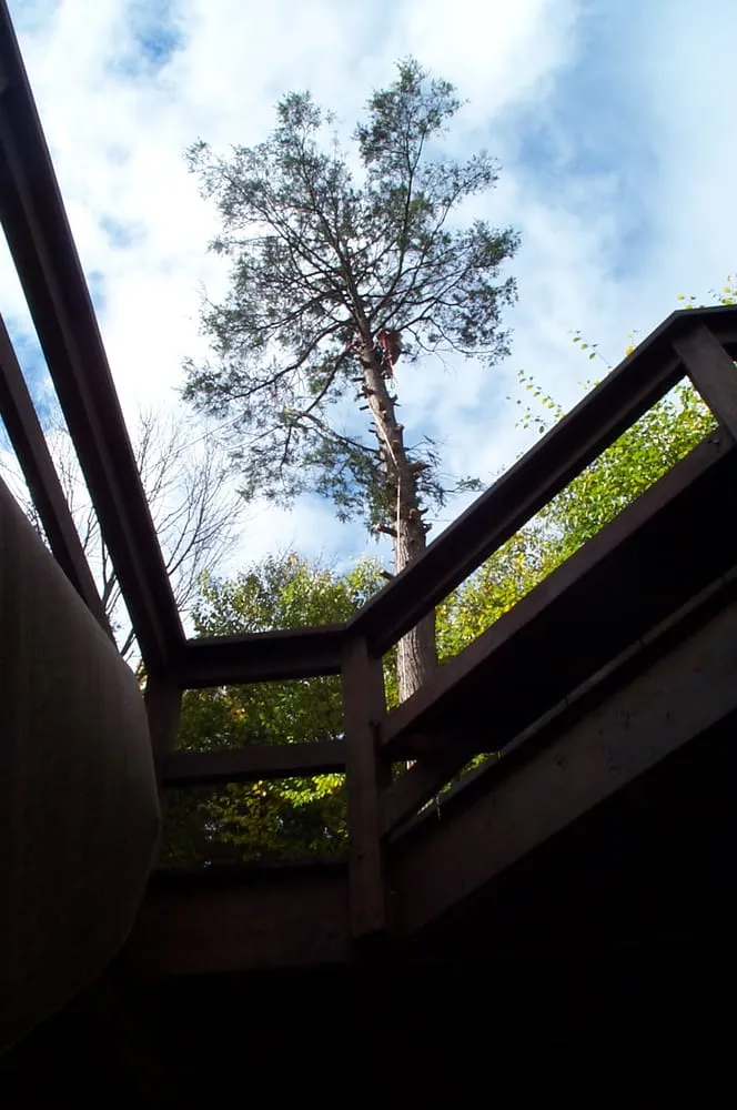 Reliable yard maintenance for residential properties across Moscow, PA - Freeman the Treeman