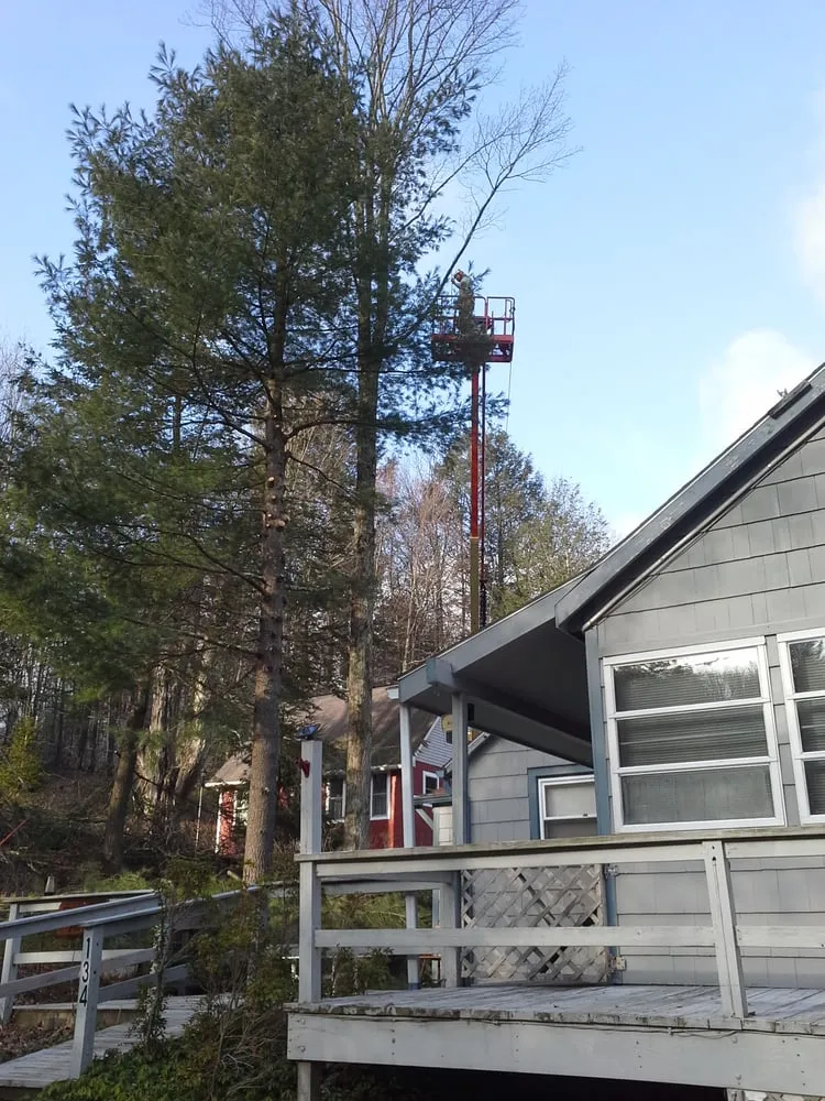 Top-rated yard cleanup service in Moscow, PA by Freeman the Treeman