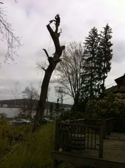 Expert garden landscaping for outdoor upgrades in Moscow, PA by Freeman the Treeman