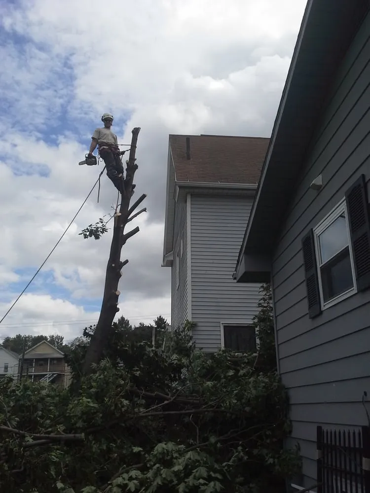 Professional landscape design for year-round maintenance across Moscow, PA - Freeman the Treeman