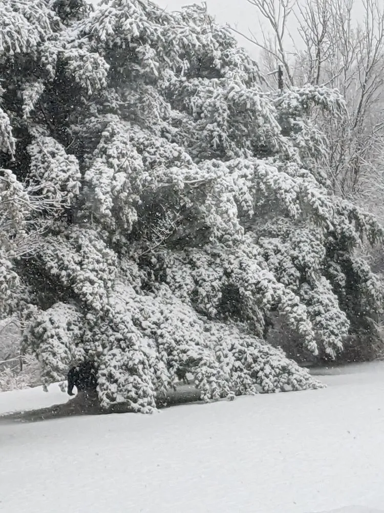 Expert landscape design in Moscow, PA - Freeman the Treeman