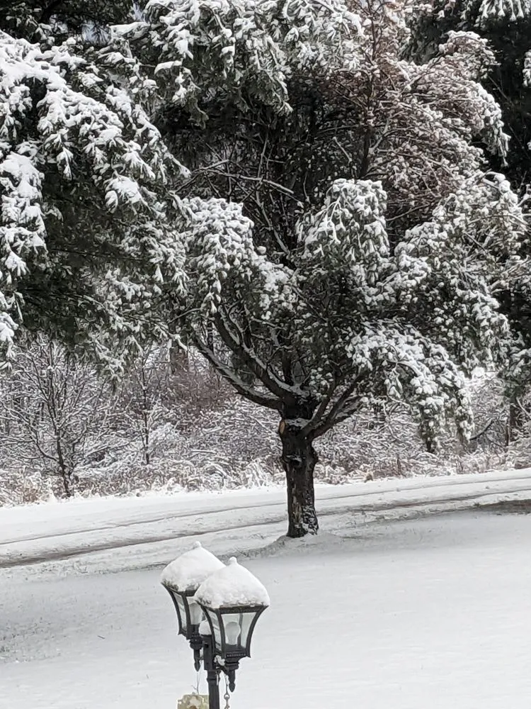 Top-rated landscaping services in Moscow, PA by Freeman the Treeman