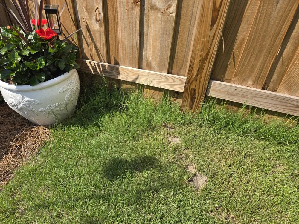 Expert yard cleanup service for year-round maintenance across Wilmington, NC - Freeman’s Landscaping