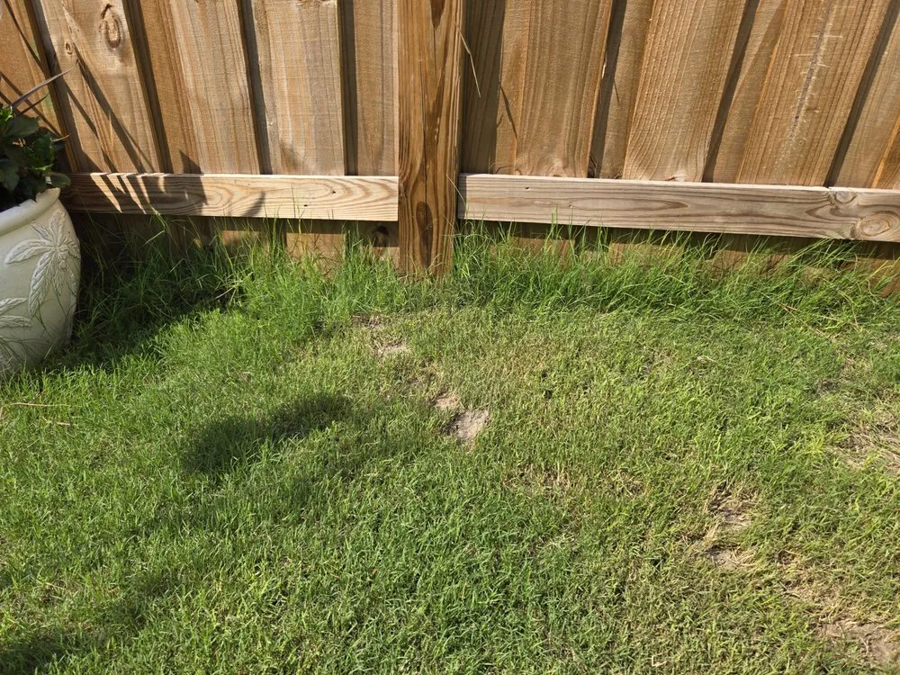 Trusted lawn care service for year-round maintenance in Wilmington, NC by Freeman’s Landscaping