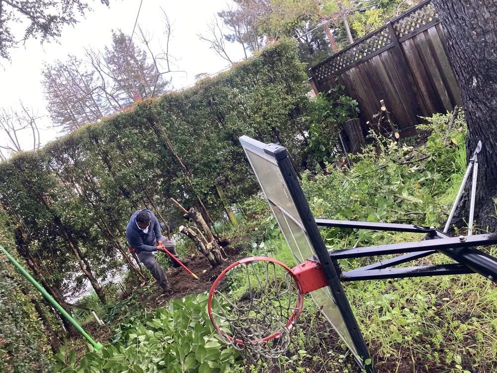 Affordable yard cleanup service for homes in Los Banos, CA by Fregoso Landscaping Services