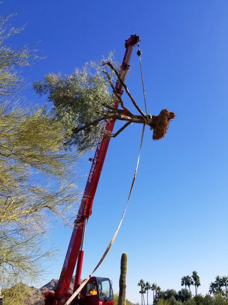 Custom landscaping services for beautiful yards across Cave Creek, AZ - French Accent Landscaping