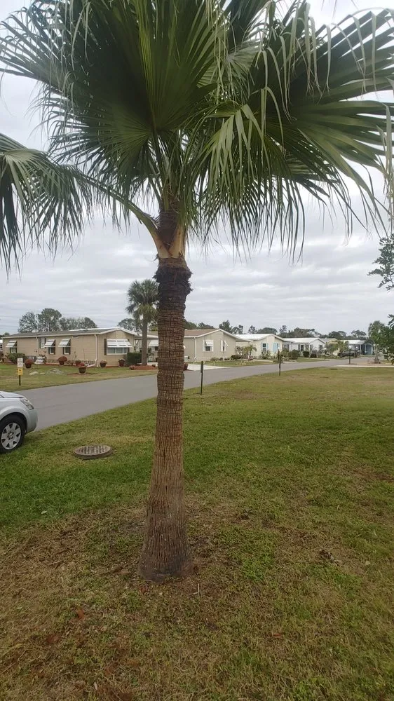 Local landscape installation in North Fort Myers, FL - Frenchbillies Lawn Care & Landscaping