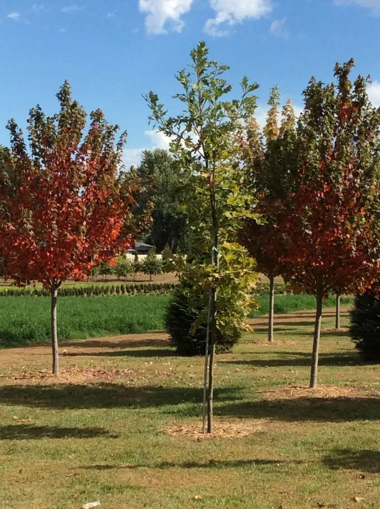 Professional landscaping services in Quincy, IL by Frese Ornamental Nursery