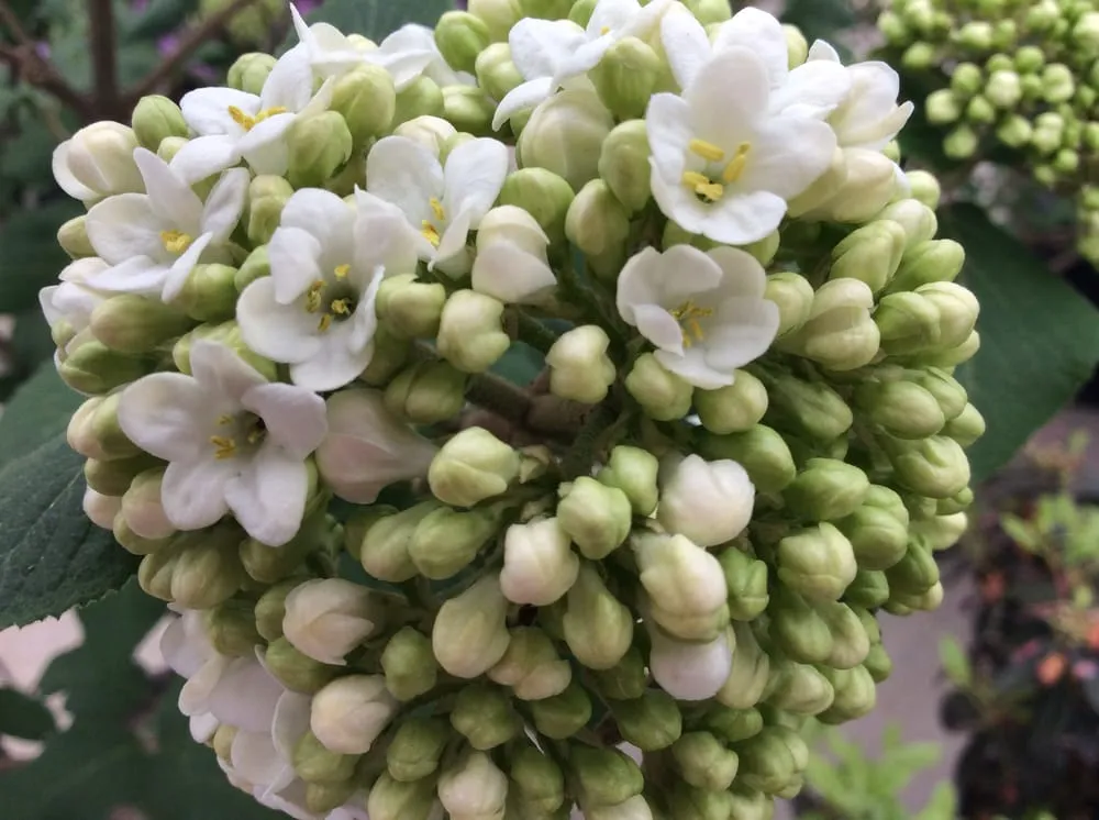 Reliable garden landscaping in Quincy, IL - Frese Ornamental Nursery