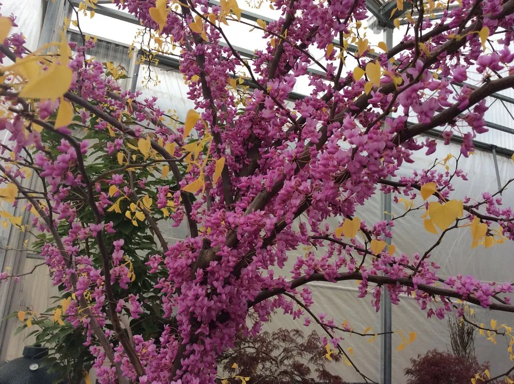 Professional garden landscaping experts serving Quincy, IL - Frese Ornamental Nursery