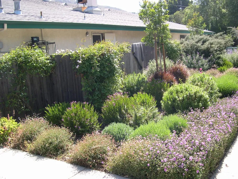 Custom yard maintenance experts serving Grover Beach, CA - Fresenius Lanscape Design and Maintenance