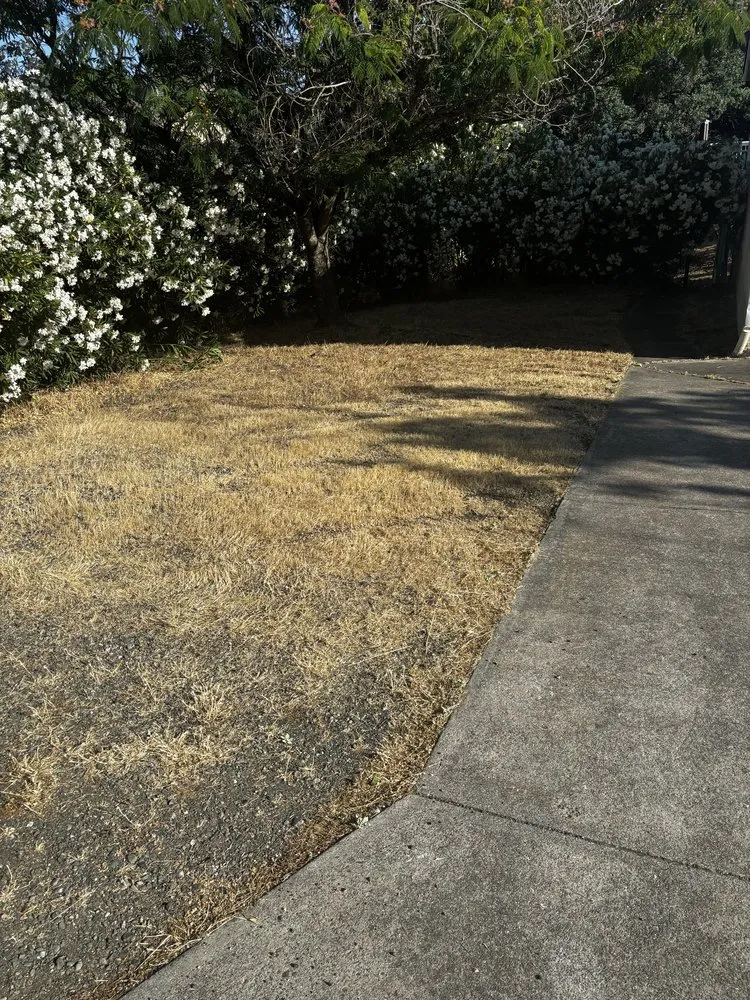 Top-rated lawn care service in Clearlake, CA - Fresh Cut