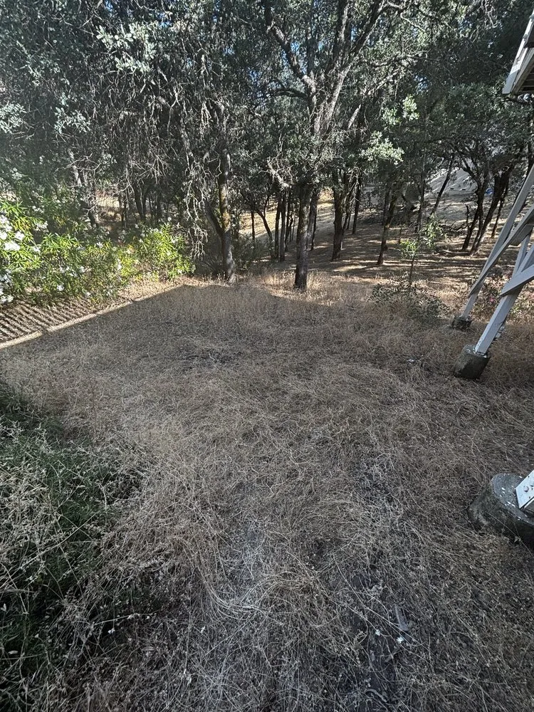 Trusted yard cleanup service in Clearlake, CA - Fresh Cut