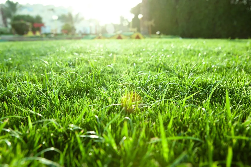 Affordable lawn mowing service with custom design across Athens, GA - Fresh Cut Landscaping