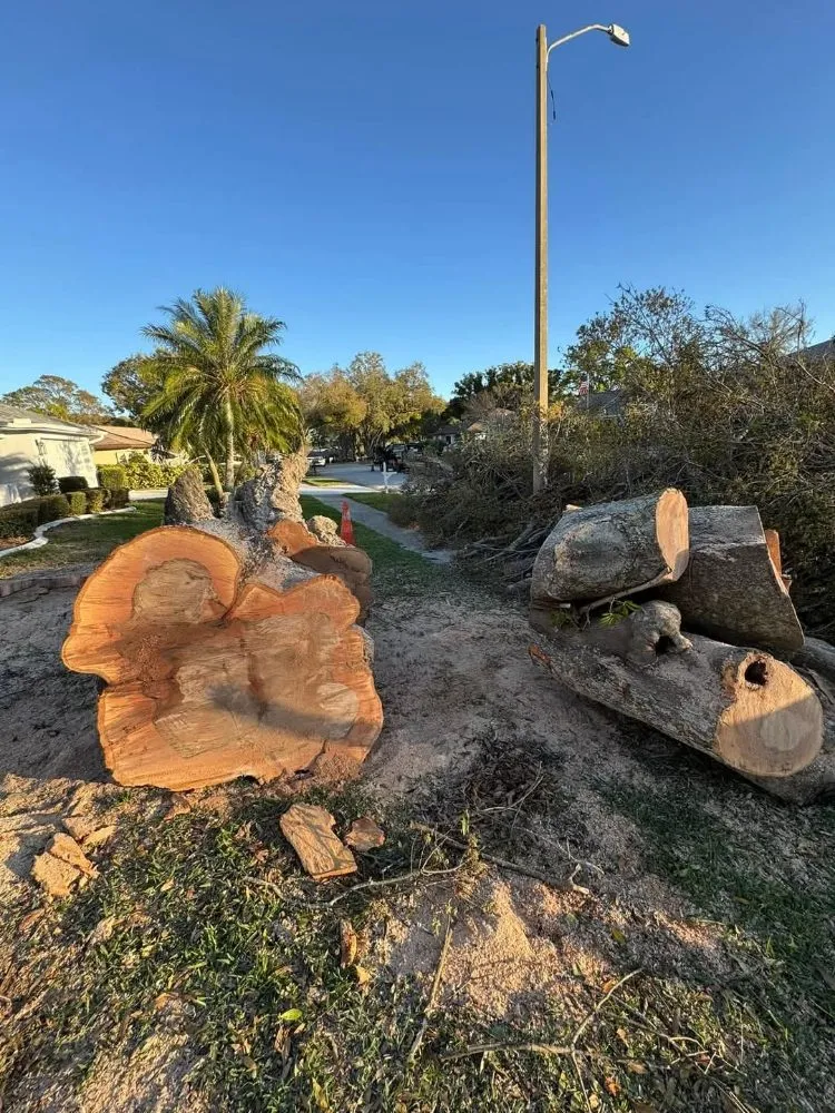 Top-rated outdoor landscaping experts serving Tampa, FL - Fresh Cut Lawn Service and More