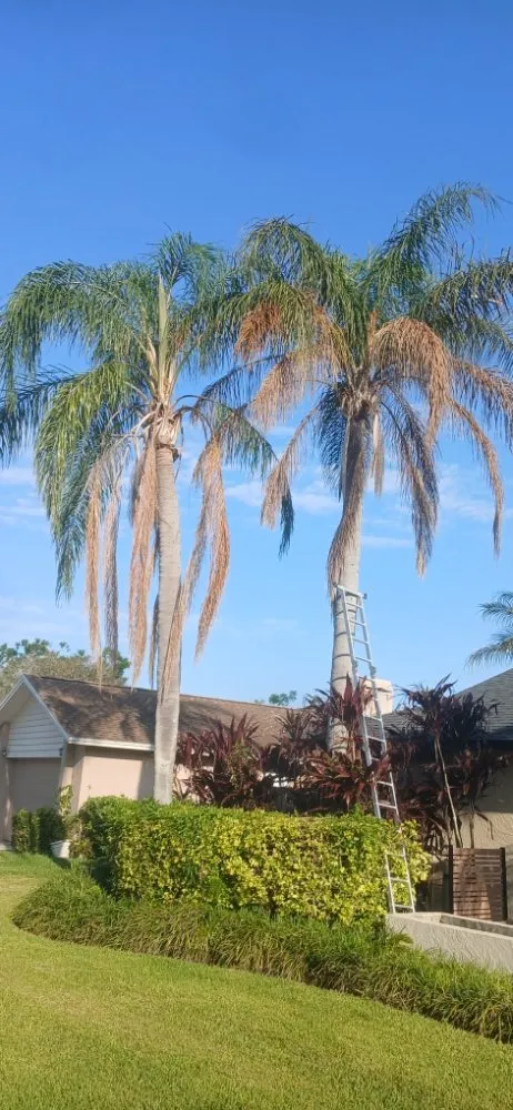 Local landscape design in Tampa, FL by Fresh Cut Lawn Service and More