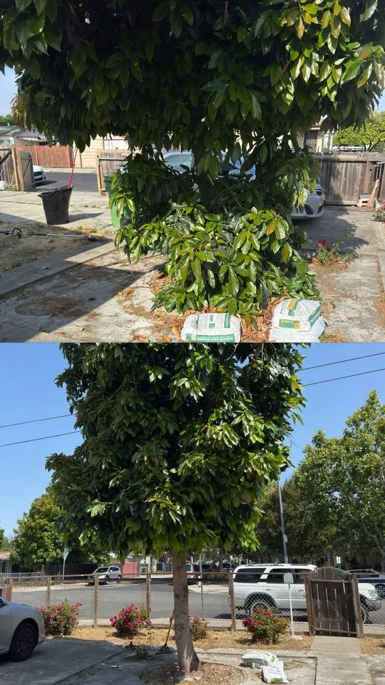 Custom landscape design experts serving Hayward, CA - Fresh Cut Lawns & Landscapes