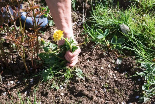 Top-rated lawn care service experts serving Wheeling, WV - Fresh Cuts & More