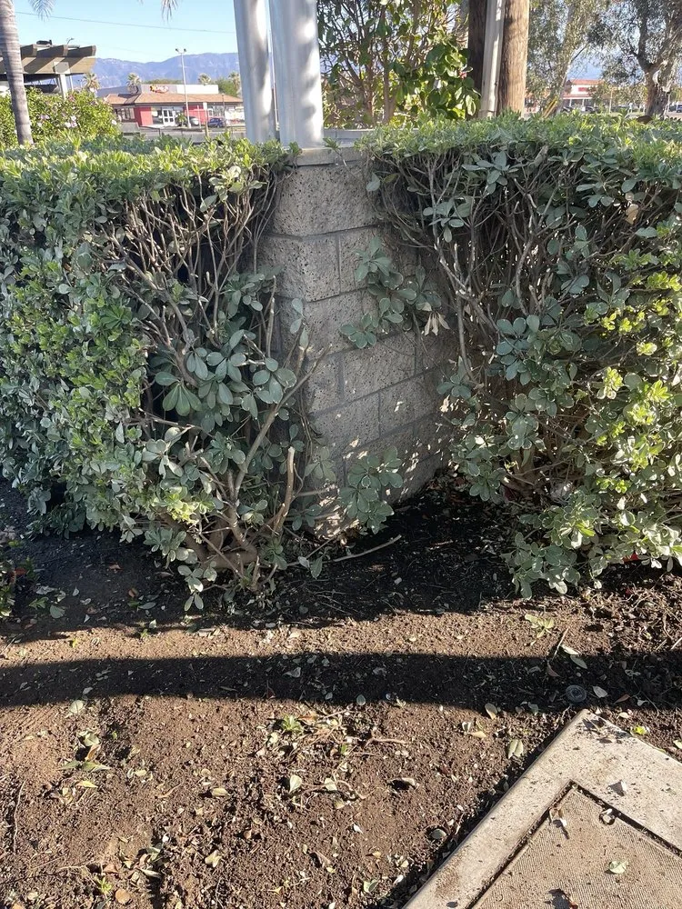 Trusted landscape design in Rialto, CA - Fresh Cuts Landscape