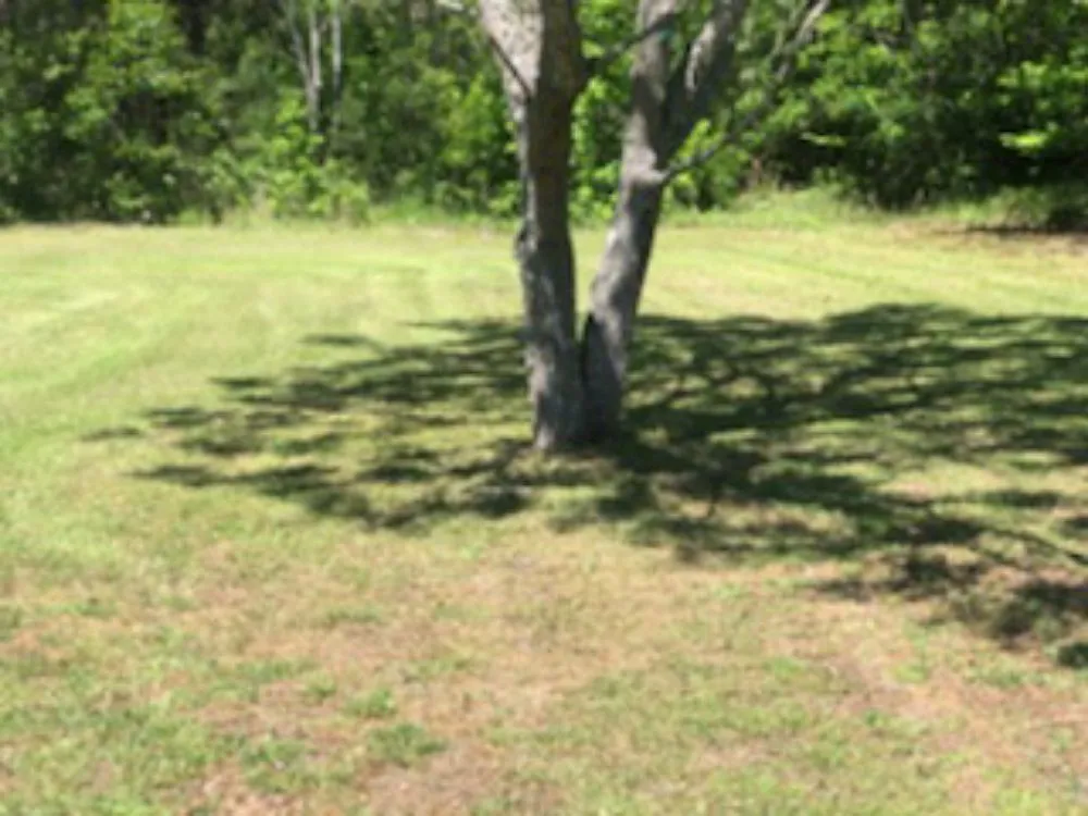 Reliable residential landscaping experts serving Bishopville, SC - Fresh cuts lawn services