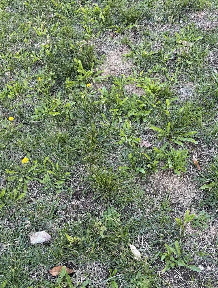 Affordable yard maintenance experts serving Oakley, CA - Fresh Edge