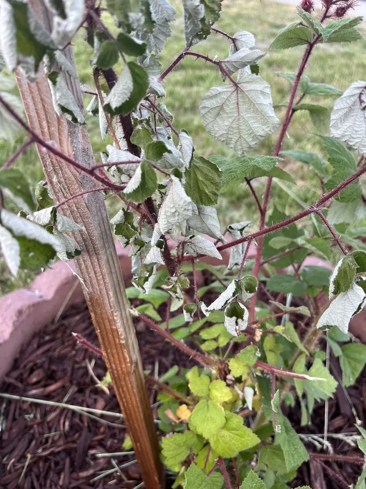 Reliable lawn mowing service in Oakley, CA - Fresh Edge