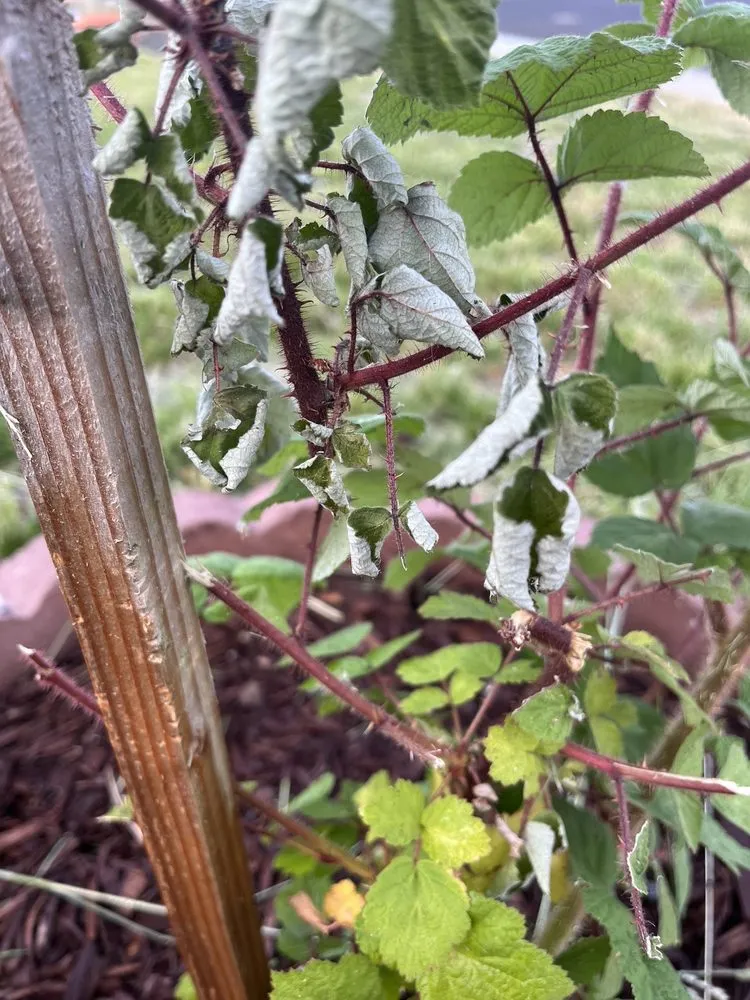 Expert garden landscaping in Oakley, CA - Fresh Edge