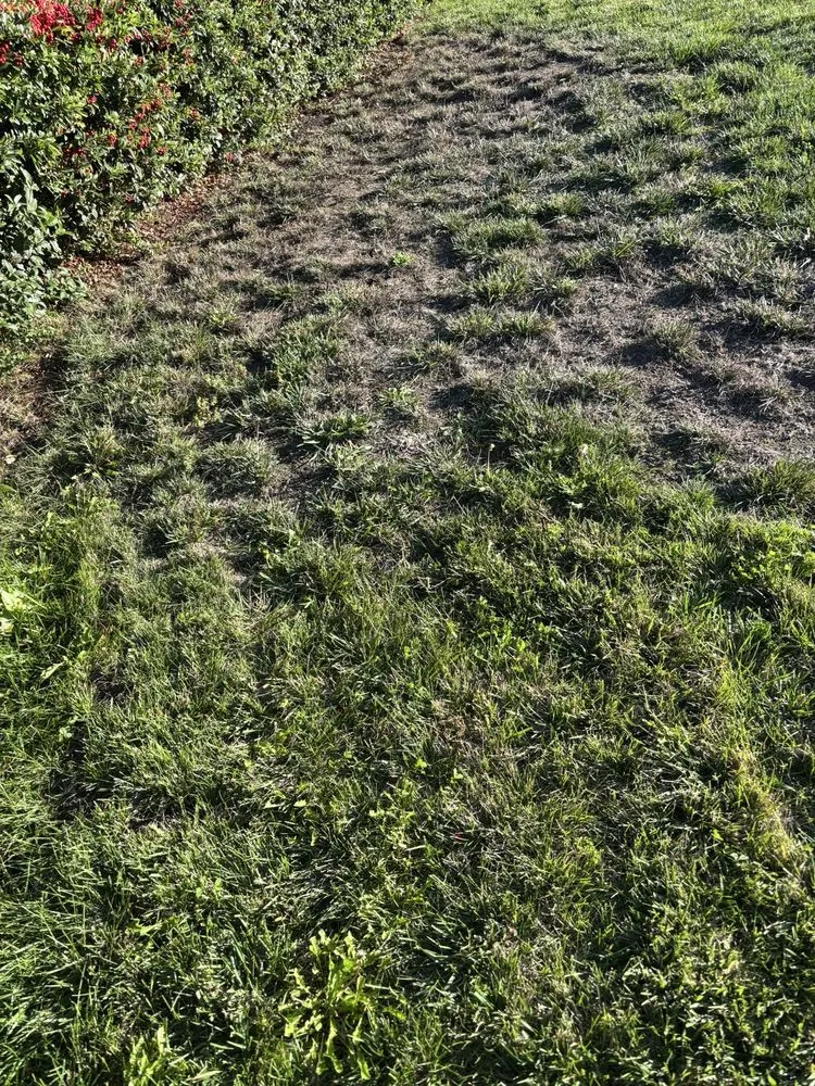 Expert landscape installation in Oakley, CA by Fresh Edge