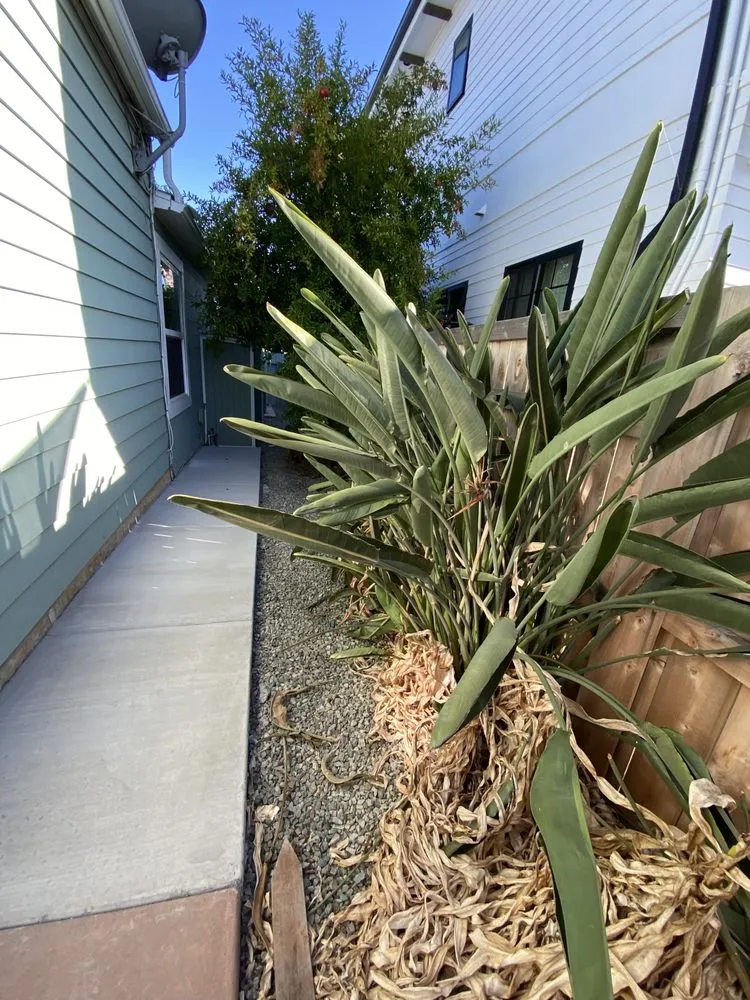 Expert yard maintenance for homes in San Diego, CA by Fresh Flora Landscaping