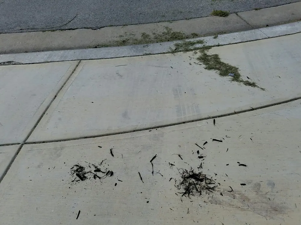 Expert yard maintenance in Buda, TX by Fresh Lawn Service