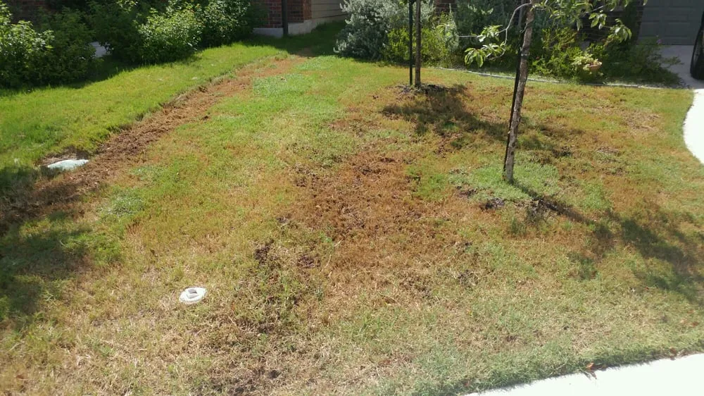 Professional landscaping services experts serving Buda, TX - Fresh Lawn Service