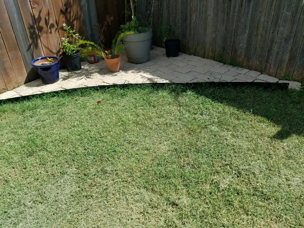 Expert yard maintenance for year-round maintenance in Buda, TX by Fresh Lawn Service