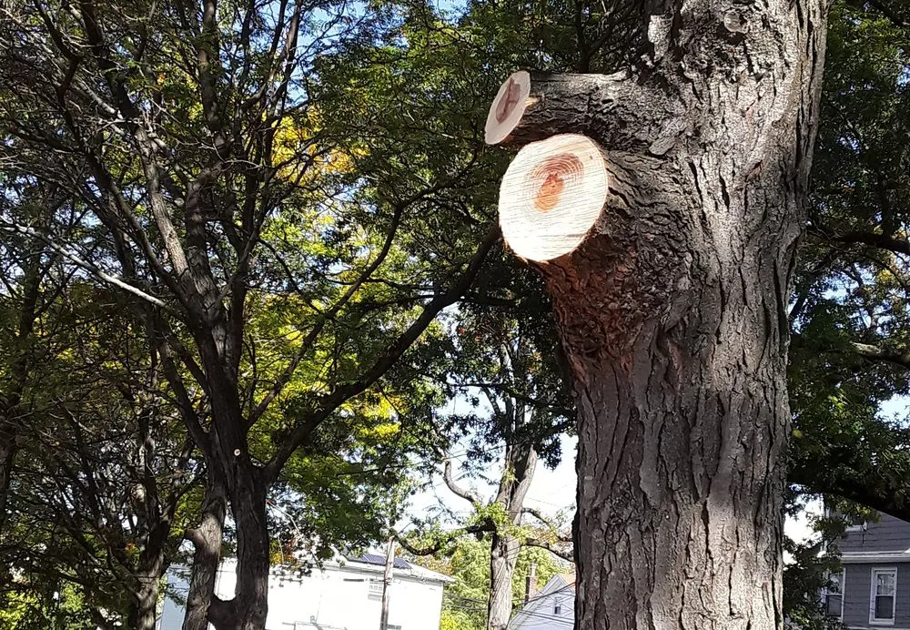 Trusted lawn care service for year-round maintenance in Jamaica, NY by Fresh Lawns & Tree Service