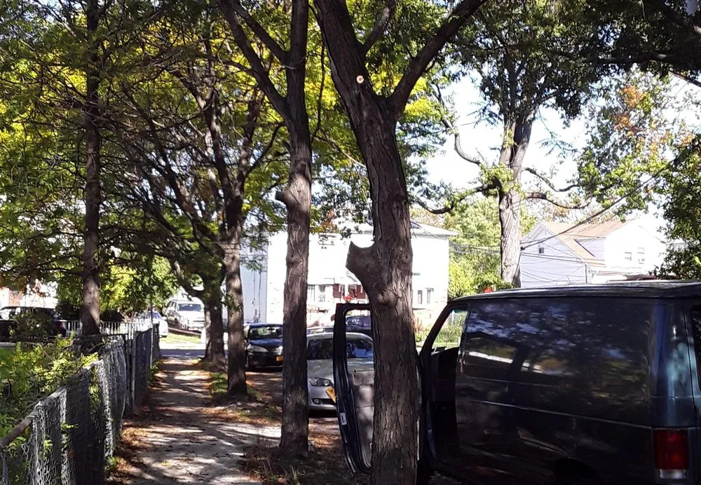 Top-rated landscape installation experts serving Jamaica, NY - Fresh Lawns & Tree Service