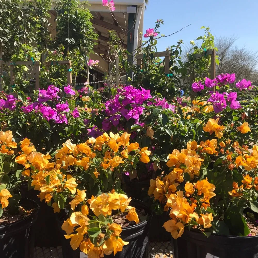 Expert yard cleanup service for year-round maintenance across Orlando, FL - Fresh Look Landscaping & Maintenance