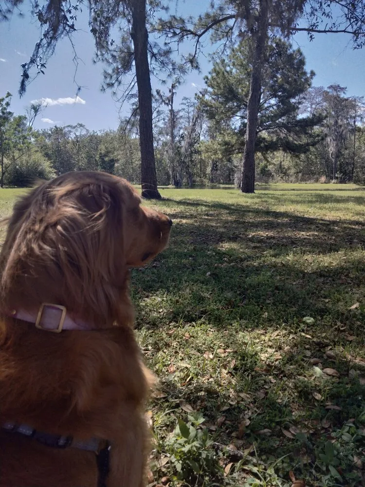 Custom outdoor landscaping in Orlando, FL by Fresh Look Landscaping & Maintenance