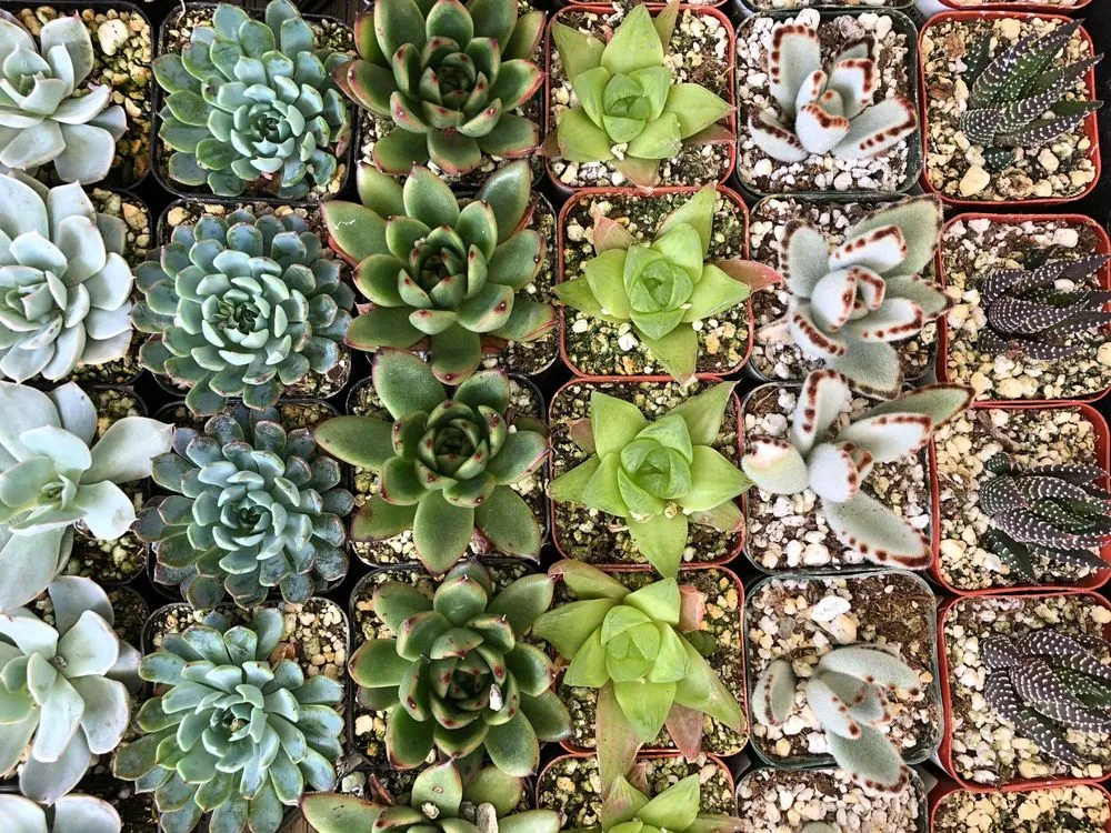 Local yard cleanup service experts serving San Diego, CA - Fresh New Fruit